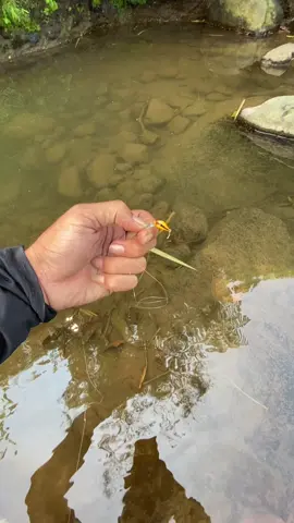 Microw minnow : yellowflash 1,5cm 1gram.. mulai menunjjukan cintanya 🔥🔥🔥#halallure #microwcasting #mancing #mancingmaniamantap🐟🎣 #mancingliar #macingwader #fising #microfishing #casting #luremaking #lurefishing #microcasting #lure #sorotan #sorotandunia #semuaorang #fy #semua #fyppppppppppppppppppppppp #viraltiktok 