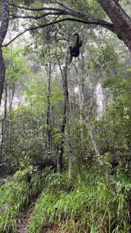 Spider-monkey#spiderman 