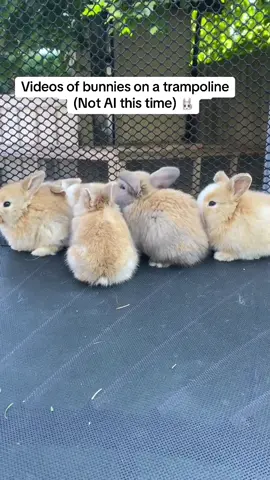 Anyone else fall for the bunnies on trampoline video?🤣 #rabbitstrampoline #trampoline  #Hol#Hollandloplandlops#bunny#bunnies#rabbit#rabbits#hollandloprabbit#rabbitry#rabbitrys#breeder#breeders#bunnybreeder#hamiltonontario#sinclairrabbitry#ontario#ontariohamilton#hamont#hamilton#canada 