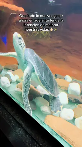#paratiiiiiiiiiiiiiiiiiiiiiiiiiiiiiii #viralvideos #fypシ゚ #reflexion #tortuga ✨🫰🏻