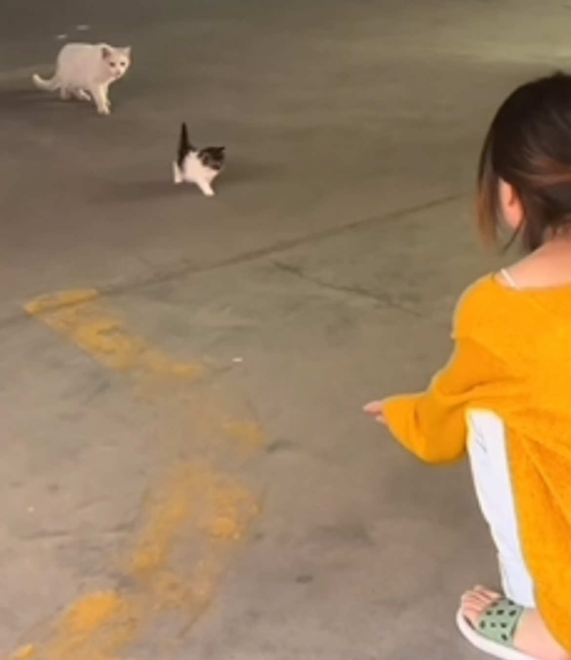 316 - Câu chuyện về mẹ mèo hoang tên Tiểu Bạch, giao đứa con mình cho cô gái nuôi… Cre: on clip 🙏