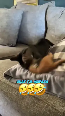 🤣🤣 #dog #dogsoftiktok #cat #catsoftiktok #pet #animals #voiceover     