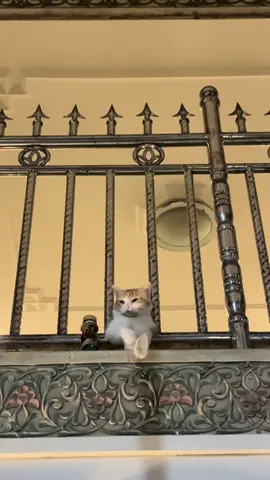 Kok jd sipit gitu matanya? Mau cosplay jadi kucing cina? Biar cintanya diterima? 🙂‍↔️😩🤸‍♂️#sadvibes🥀 #kucinggalau #kucinggemoy #galaubrutal 
