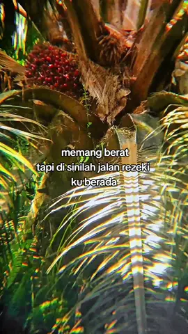 kuli sawit!  #panensawit #sawit #kulisawit 