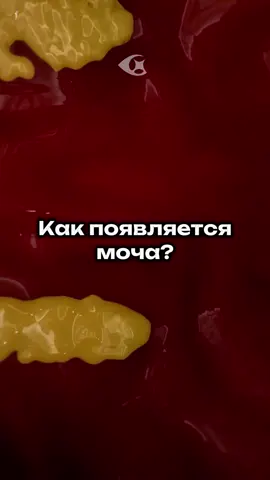 Как появляется моча? 