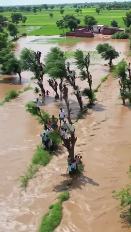 #creatorsearchinsights People Are Stuck in Flood😭😭😭 #tearsofpeople #stuckpeopels #massiveflood #tearsofsoil #pakistan #pakistani_tik_tok 