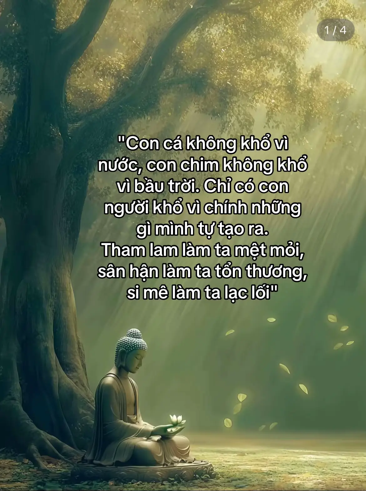#phatphap #phatphapnhiemmau #tinhthuc 