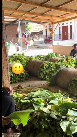 Seng penting duitmu uakeh cah 🫡😂#fypage #tembakaupaiton #tembakau #petanimuda #tembakau2025 @Ilham 