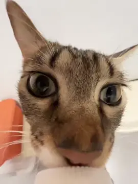 🍼#catlovers #catslovers #cat #fypシ゚viral #🐈 #fyppppppppppppppppppppppp #xyzbca #kucinggemoy #kucing #foryoupage #fypシ #kucingtiktok #kucinglucu #catvideos #catlover #fyp 