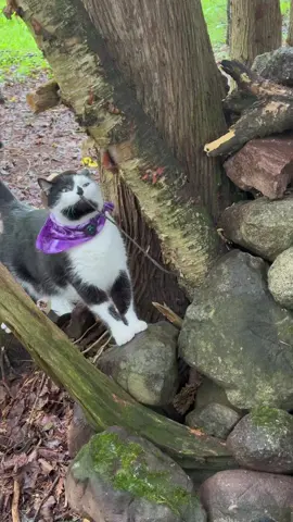 Meowdy purrtners.  The film crew accidentally posted the second half of the walk as raw footage because we have an appointment today and we’re in a rush 😅 Hopefully Spicer doesn’t reprimand us. Sorry about the mistake. The film crew will post the second half later as a double feature 😅  If you’re a fan of Jack Spicer’s kitty cat cowboy content please consider being a real cowpoke and subscribing to his Patreon linked in bio 😊 everything helps ❤️  #cat #cats #catlover #kittycat #catlife #cattok #funnycat #catmeow #catwalk #catsoftiktok #catwalks #cutecat #kitty #catlovers 