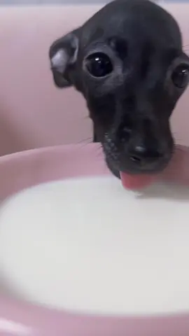 Milkkkkk  #pet #dog #puppy #italiangreyhound 