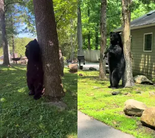 #duet with @Destiny Zeno’s back is itchy too #gatlinburg #themountainsarecalling #smokies #smokymountains 