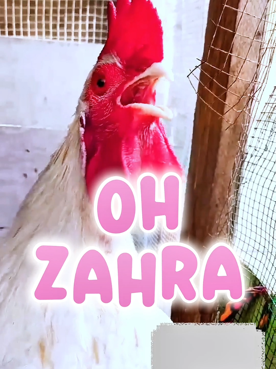 Zehra ❤️ Zahra  name #foryou #fyp #rooster #chicken 