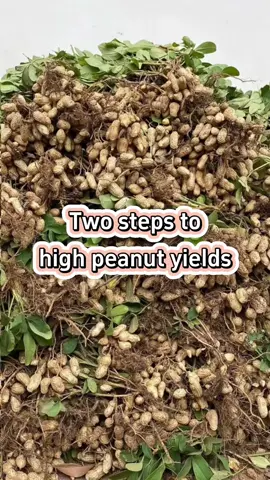 #planting #growth #garden #farming #planttiktok #vegetables #peanut 