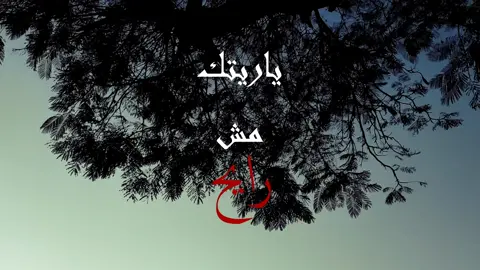 ياريتك مش رايح  . . . . #فيروز #زيادالرحباني #fyp #4u #تصويري #cinematic 