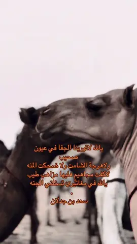 #الأبل #شمر_الطنايا #ماجد_العافت #شعر 