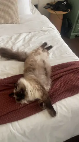 Can I ever sleep in peace? #ragdoll #kitty #cat #catsoftiktok 