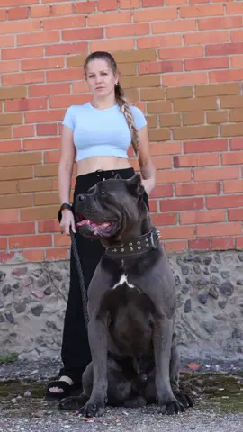 #канекорсобеларусь #canecorso #canecorsoitaliano #canecorsodog 