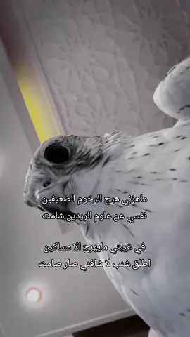 #قصايد_شعر #قصيدة_شعر_أبيات #اكسبلورexplore @شـ๋͜ــٰــُٰــجاع 𓅔 