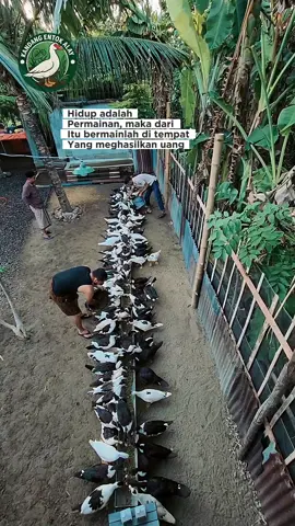 KEBERSIHAN NO1 KALAU MAU SIMENTOK SEHAT,AK  L solusinya untuk membunuh bakteri dikandang juga ampuh mengatasi bau kandang...#promomakangajian #ALK #fyp #entok #entokjumbo #kandang 