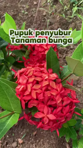 Pengen punya tanaman bunga yg subur juga, Komen “ MAU “ dibawah  👇🏻👇🏻👇🏻 #bunga #poc #pupukorganik #agrovalcan #pupuk #pupukorganik #bungaasoka #tanamanbunga 
