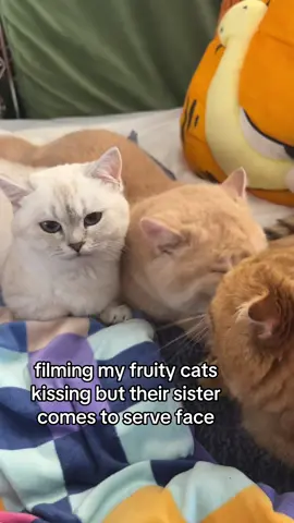 goob knows how to get attention #fypppppppppppppppppppppppppppppp #doobscoobgoob #catsoftiktok #kitty #fypシ゚viral  