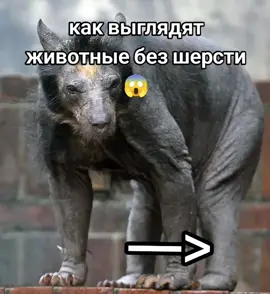 #дикийогурец как овощи выглядели раньше Энергетический напиток (разг. энергетик) — тип напитка, содержащий стимулирующие компоненты, обычно кофеин, который рекламируется как обеспечивающий умственную и физическую стимуляцию. Может быть газированным или нет, а также может содержать сахар, другие подсластители, экстракты трав, таурин и аминокислоты. Ассортимент энергетических напитков в магазине Энергетические напитки оказывают эффект за счёт кофеина и сахара, но доказательств того, что широкий спектр других ингредиентов оказывает какое-либо влияние, практически нет[1]. Большинство воздействий энергетических напитков на когнитивную деятельность, таких как повышение внимания и скорости реакции, в основном объясняются присутствием кофеина[2]. Другие исследования приписывают эти улучшения производительности эффектам комбинированных ингредиентов[3]. Реклама энергетических напитков обычно говорит об увеличении мышечной силы и выносливости, но научного консенсуса, подтверждающего эти утверждения, нет[4]. Энергетические напитки связаны со многими рисками для здоровья, такими как повышенная опасность при употреблении в сочетании с алкоголем[5], а чрезмерное или многократное употребление может привести к сердечным и психическим последствиям[6][7]. К группам населения, подверженным риску осложнений от употребления энергетических напитков, относят молодежь, людей, не употребляющих кофеин или чувствительных к нему, беременных, спортсменов, участвующих в соревнованиях, и людей с сердечно-сосудистыми заболеваниями[8].