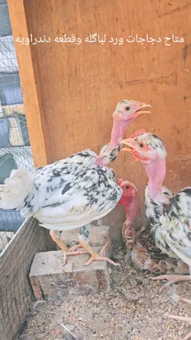 متاح دجاجات ورد لباگله وقطعه دندراويه ابو رگيبه حلال نضيف حلال حلو للتواصل او استفسار 07760629867 الي ما يعرف للحلال لا يدخل رجائن #الشعب_الصيني_ماله_حل😂😂 #دجاج #تيم #ريماس 