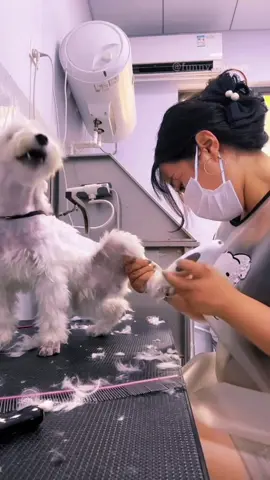 #animals #funnyvideos #pet #dog #cat 
