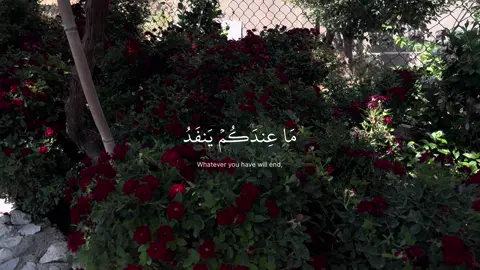 #quran #عبدالرحمن_مسعد 