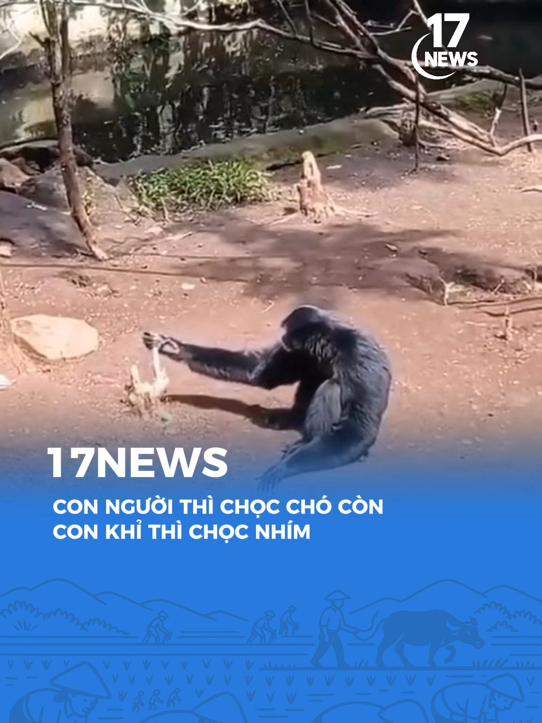 Hóa ra con khỉ cũng thích chơi kiểu vậy #tiktoknews #17network #17showbiz #17trending #17News #17channel