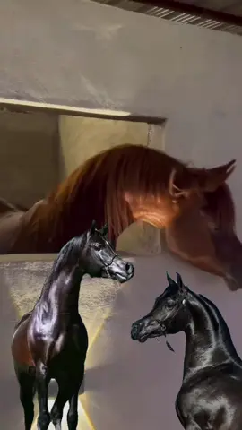 #CapCut الحقوق اللي على الرجال ما فيها عفو #بني_حسن #ترند #capcutvelocity #you #خيل_وخياله🐎 #عشق_الخيل_ادمان #رحال_الرحال #اكسبلور #مصر #السعودية #الكويت #الامارات #قطر #البحرين 