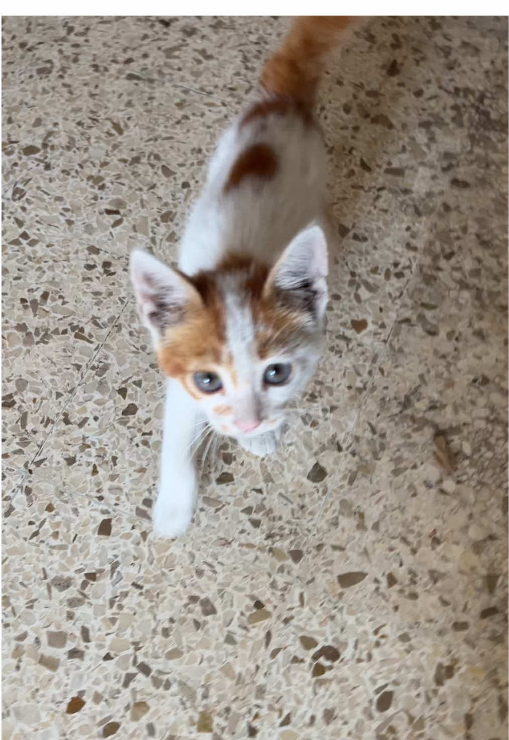 #fyp #islamic_video #muslimtiktok #kittensoftiktok #kitten 