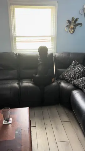 Thor’s new obsession is sitting at the window and looking at the birds jumping on the branches of the tree in front of the house. It’s so adorable 🥰🫶🏽🐾#MayaDanielsAuthor #PetsOfTikTok #rottweilersoftiktok #dogsoftiktok #dogs 