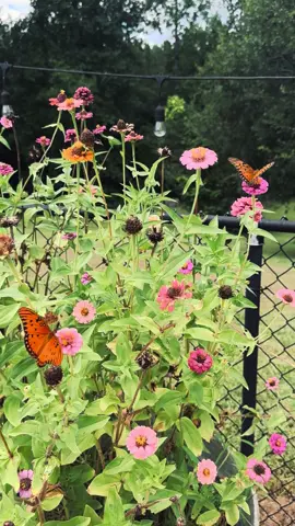The butterflies sure do love my half burnt up Zinnias~ 🌺 🦋  #zinnias #flowers  #Summer #butterflies #myhappyplace  #fyp  #foryoupage 