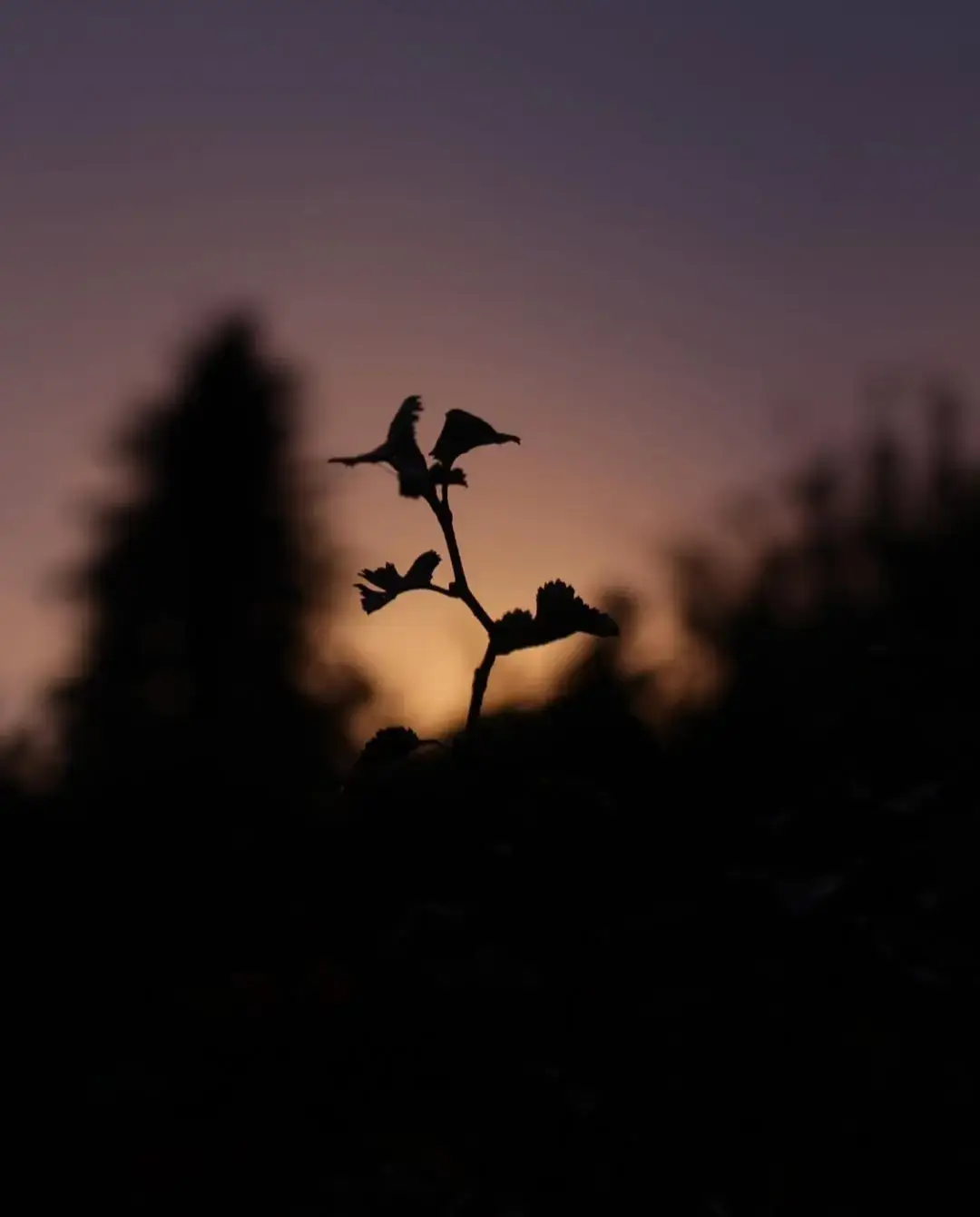 #nature 