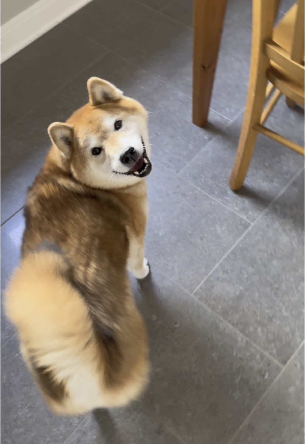 prances, bark, & a jump! #fyp #shibainu #dogsoftiktok 