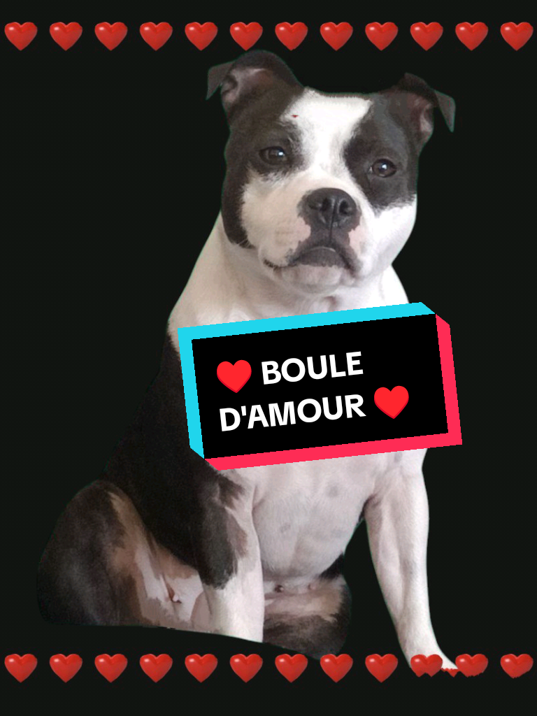 #dsl77 #OnSeFaitBriller #view #views   #100kviews #staffylovers  #staffylove #virale #virales #staffordshirebullterrier #staffy #staff #monchien    #staffie  #lovedog  #staffielife #staffylovers #fyp #foryoupage #abonne #amitie #dog  #bienveillance  #monchienmavie #loveyou @Lea& Moutarde ❤️❤️❤️ @chris lothbrok / scream 🤘 @cedric26740 @@34folies @jajalita @Oliver🇬🇫973🇬🇫 @mmmm.maryline23🌸🌹 @del85☀️ @Lumi 🕯️ @🇮🇹Zongo_84🇫🇷 @Sandra& Hatchy🐾 @🌈🌹✌️Sandrine 🌹🤟🌈 @Le Luminoir d'Alexandre @Dams @Damoiselle Patricieuse @Lindsay- nini🪸🦎 @Christelle Pasquet @🇨🇦 nancy 🇨🇦 @Nathalie.tquebec @kaderghomerani @krystel @Maryline @💲Pascal🔥shark🚀🥰 @William sparks @Océ.Makeup 🦋 @tâta clochette67 @veronique.fernand8 @VAL PERROQUETS 🦜 @benzino1 @KRUGER 