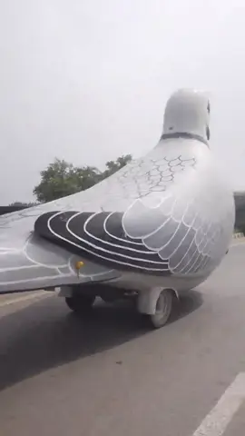 Why is this pigeon in the highway (song: ilyTOMMY - fine shyt) #ilytommy #xyzbca #fyppppppppppppppppppppppp #undergroundmusic #hoodtrap #rap #tiktok 