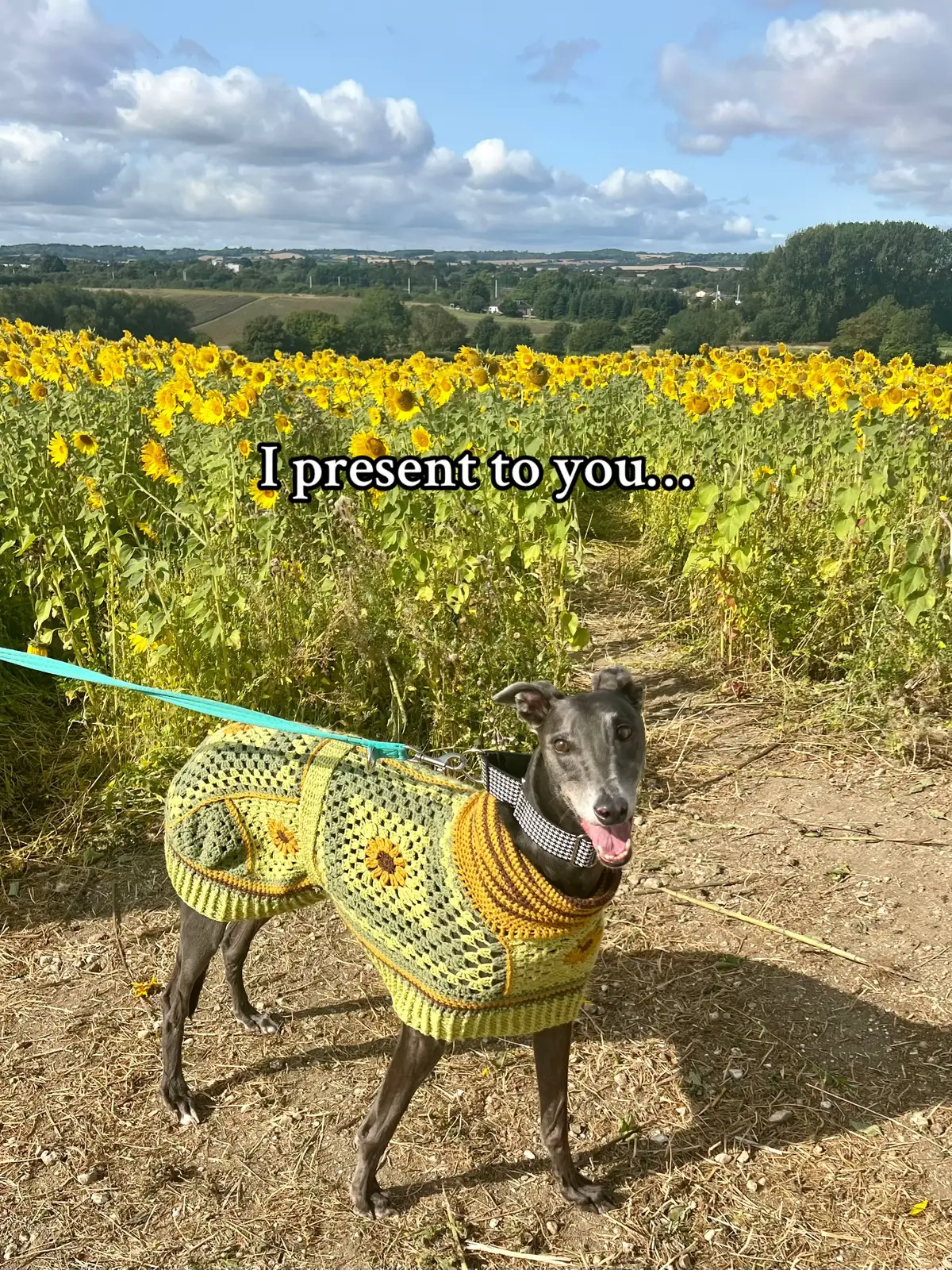 When I adopted my greyhounds from @Whittingham Kennels my first question should of been will they model all my silly creations, luckily I found out Udon and Chilli are not just models but superstars x #crochet #greyhound #greyhoundsoftiktok #sighthound #rescuedog #craft #crochetproject #crochetersoftiktok #rescuednotretired