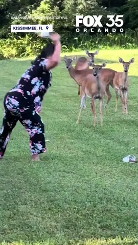 Instant Karma 🐊 | An alligator runs away with a shoe thrown to deter it from approaching a deer in Kissimmee, FL. The lesson: don't throw shoes at animals, or karma might strike back! #FOX35 #FOX35Orlando #Florida #Gator