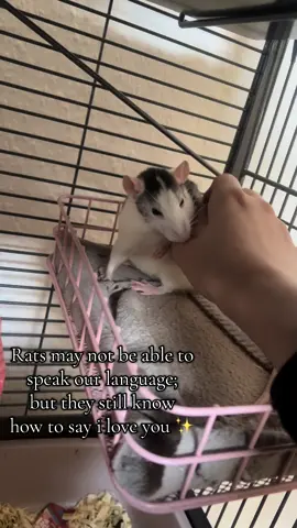 The way she’s holding my thumb 🥺 #sage #petrat #fancyrat #cuteanimals #rattok #cutepets #fyp #rat 