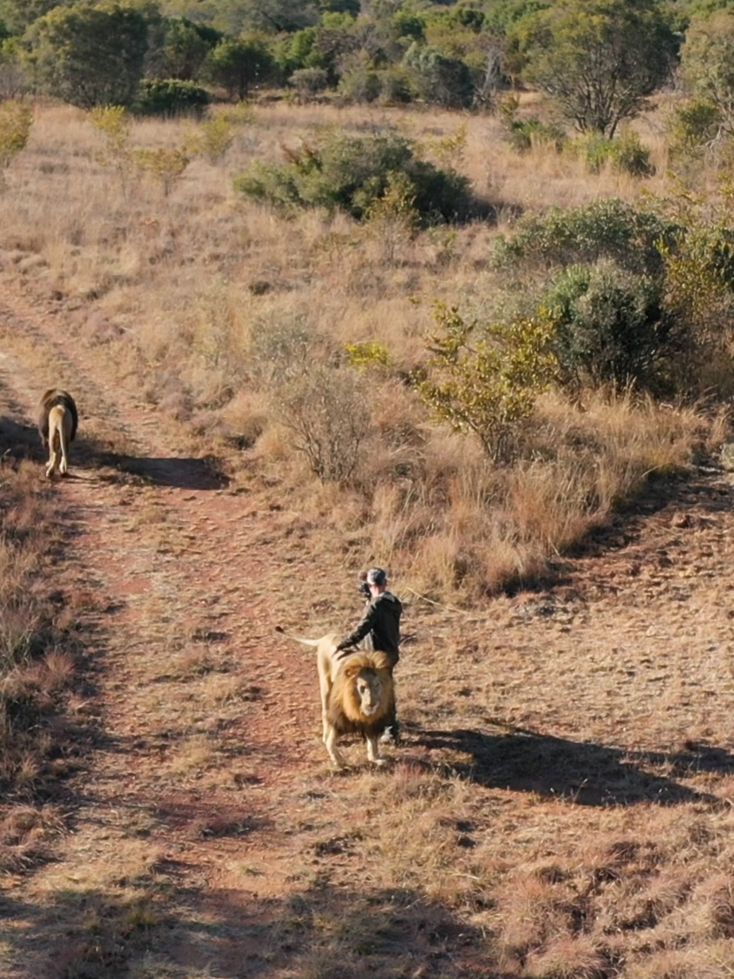 The Beauty of Walking with LIONS. Kevin Richardson takes 'Rescued Lion Brothers' George and Yame out for a walk in a larger area so they can go exploring. #cattok #catlover #cat #animals #nature #lion #kitty #kittycat #animal