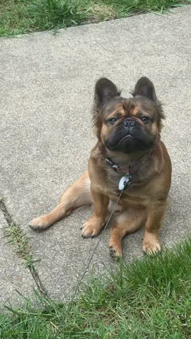 Nothing To Say…#frenchie #frenchie #fentysuperbrandday #fluffyfrenchbulldog #frenchbulldog #fluff #fluffy #fluffy #french #frenchies #hot #outside #chillin #chill #relax #chillax #vibe #ground #harry #collar #carhart #brown #floor #unbothered #king #thrown #butwhy #sit #sitting #sidewalk #sqare #fancy #look 