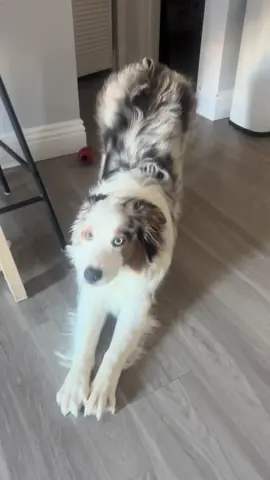 never. gets. old. ✨ #fentysuperbrandday #aussie #puppy #fyp #australianshepherd #aussiesdoingthings #dogsounds 