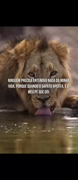 🤝🦁 #motivacional #visão #motivação 