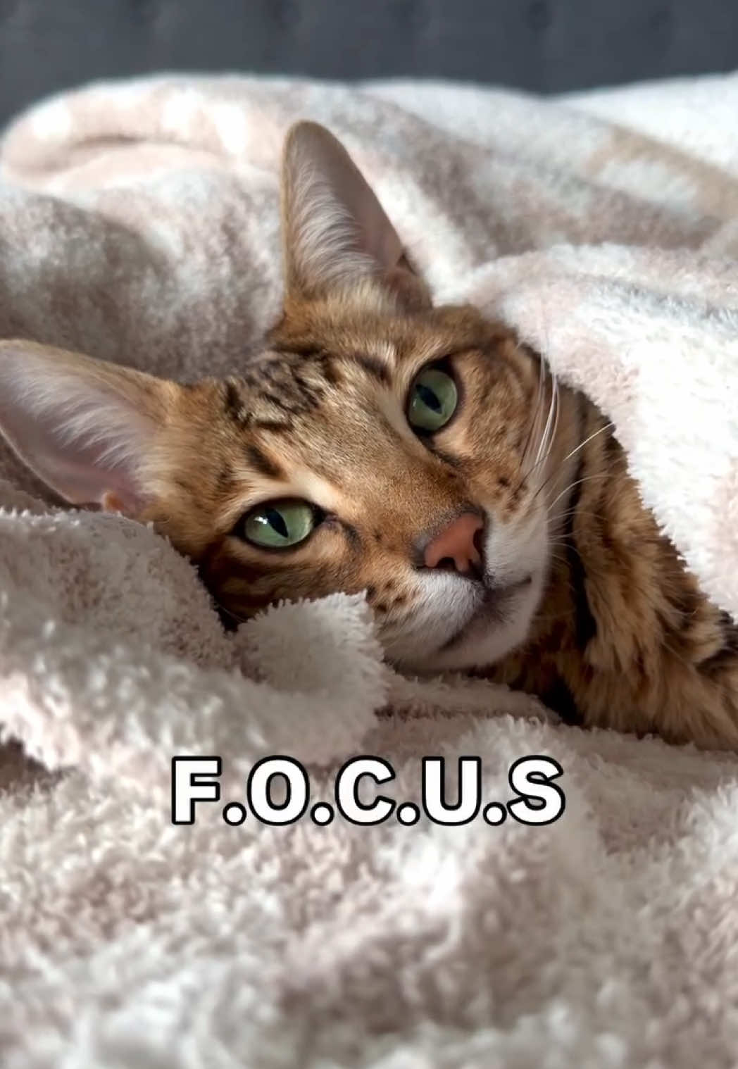Something to keep in mind! 🤣 #cats 
