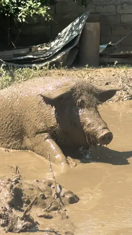 🐽 