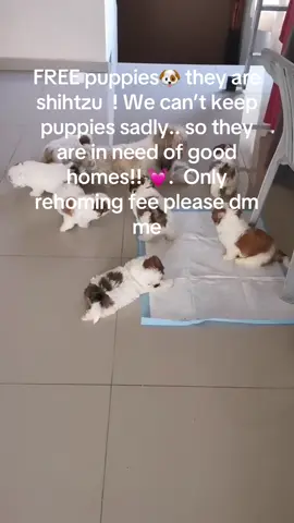 FREE PUPPIES🐶 they are shihtzu ! We can’t keep puppies sadly.. so they are in need of good homes!! 💓.  Only rehoming fee please dm me #puppy #shihtzu 
