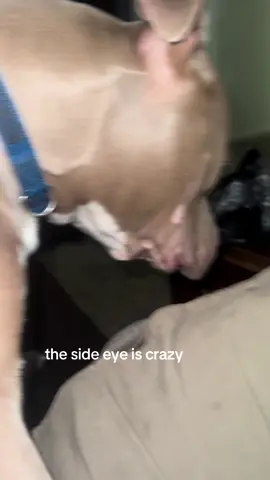 my dog sus, got me a lil worried. #fyp #dogsoftiktok #dogs #funny 